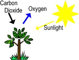 Trees sales produce oxygen